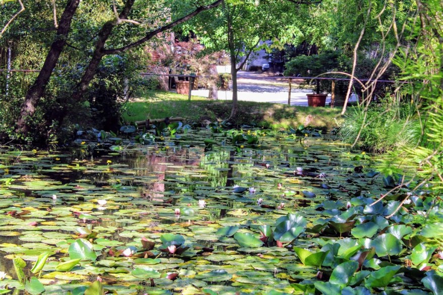 L’Orto Botanico di Lucca: uno scrigno di biodiversità
