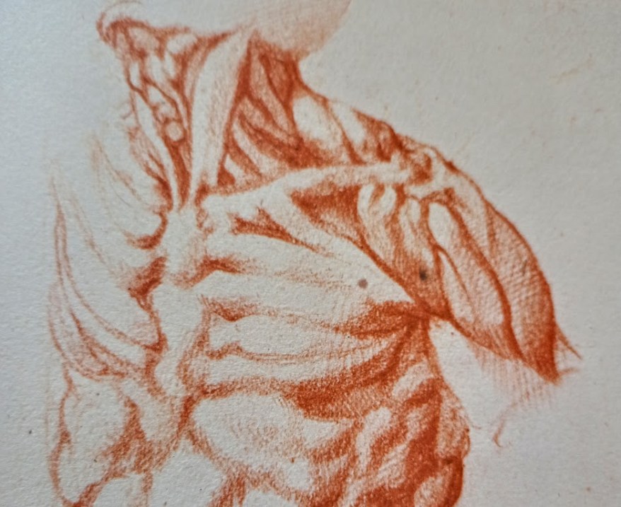 Gli studi anatomici degli&nbsp;scorticati