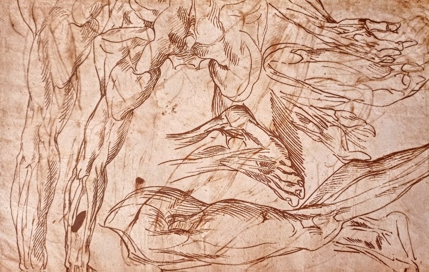 Gli studi anatomici di uno scorticato