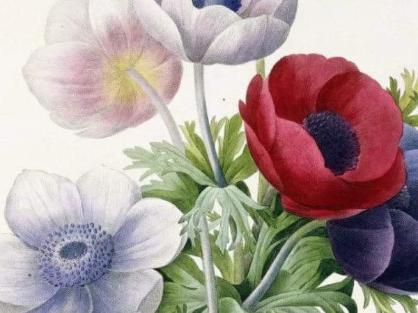 La pittura botanica torna protagonista: i capolavori e gli artisti più&nbsp;celebri