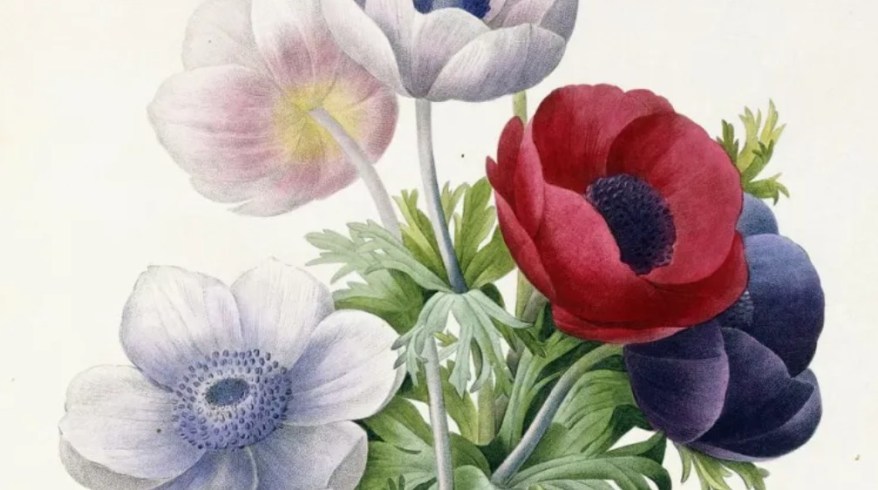 La pittura botanica torna protagonista: i capolavori e gli artisti più celebri