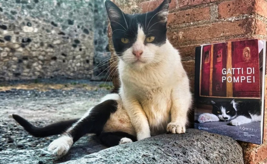 A Pompei ci sono 50 gatti che vivono tra le rovine antiche: ora la loro storia diventa un&nbsp;libro